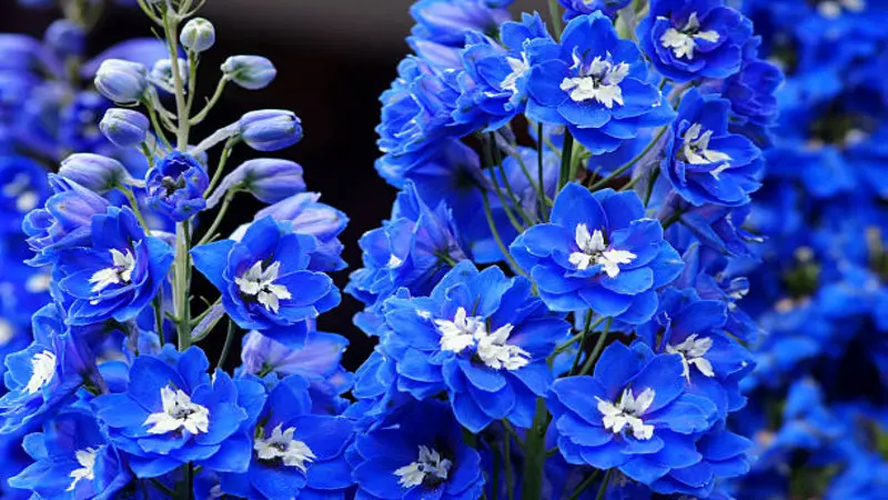 Vivid blue Delphinium flower blooms with contrasting white centers clustered closely together.