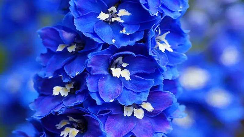 Extreme close-up of layered blue Delphinium flower petals with bright white centers.