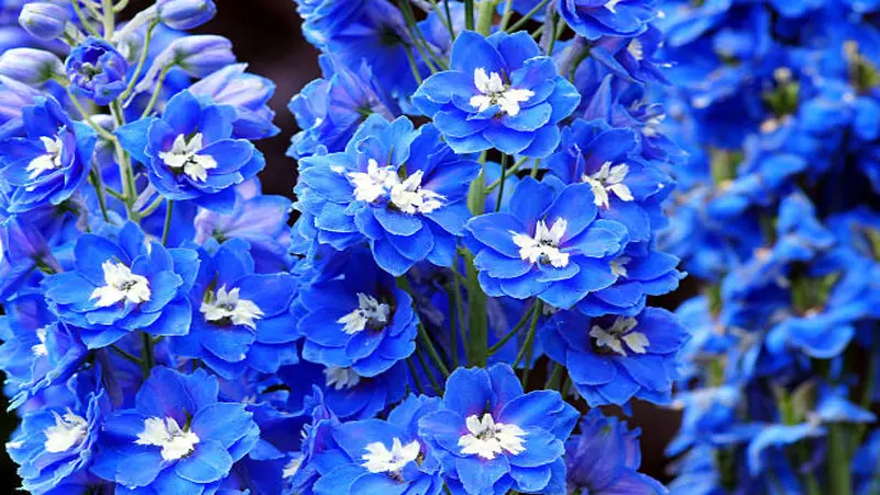 Cluster of deep blue Delphinium flower blooms featuring distinctive white centers.