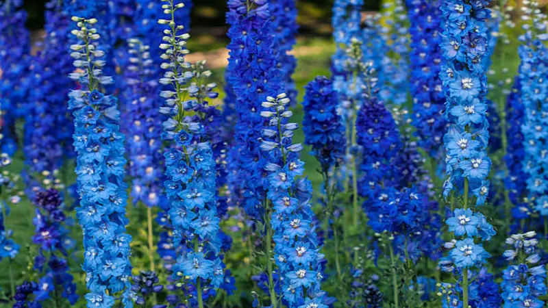 Multiple tall blue Delphinium flower spikes with white-centered blooms growing in a garden.