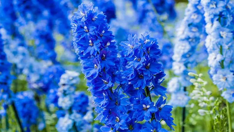 A sharply focused blue Delphinium flower spike with softly blurred blue and white spikes behind.