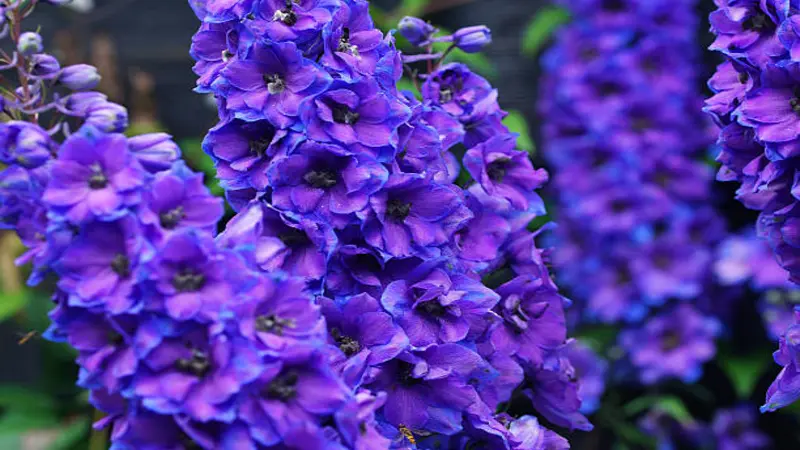 Deep purple and violet Delphinium flower clusters set against a dark background.