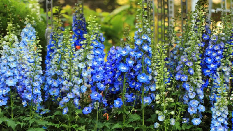 Blue, light blue, and white Delphinium flower spikes growing in front of a garden trellis.