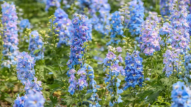 A field filled with tall blue and soft pink Delphinium flower spikes under bright sunlight.