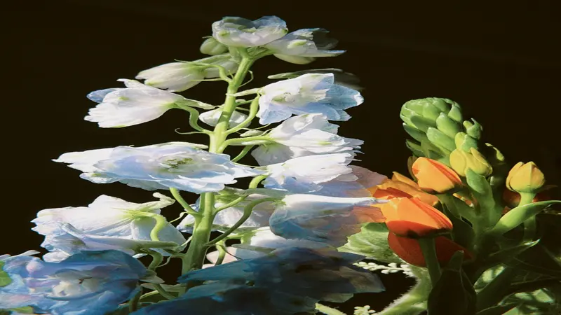 Pale blue-white Delphinium flower blooms and orange buds set against a dramatic black background.