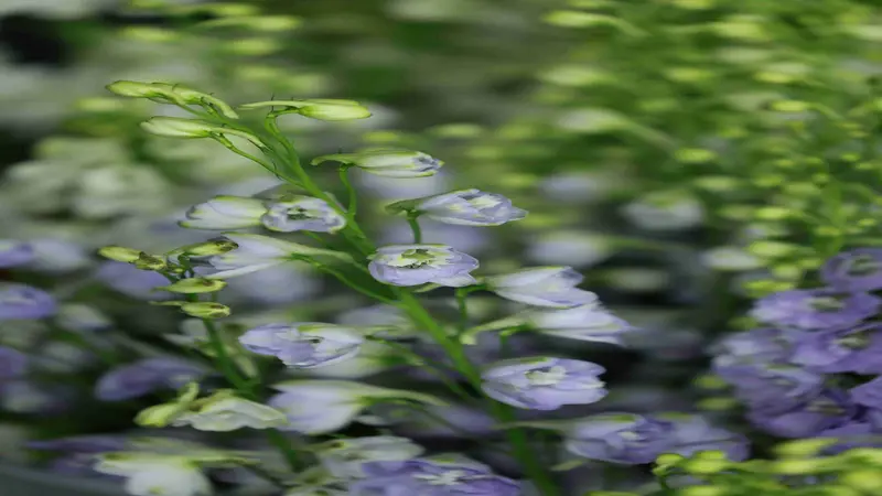 Soft lavender and white bell-shaped Delphinium flower blooms with green buds.
