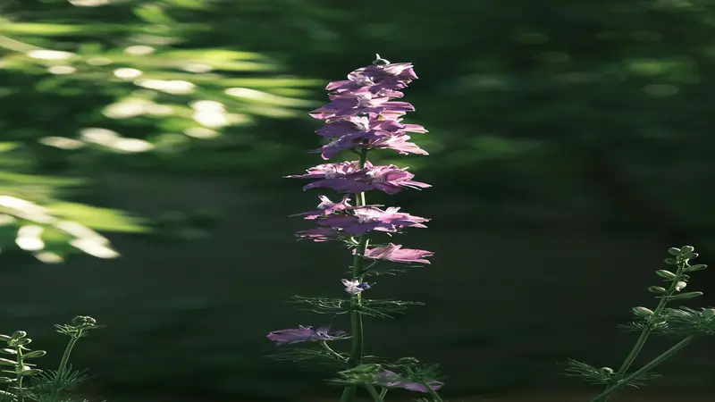 A single stem of pale purple Delphinium flower blooms backlit against a dark green background.