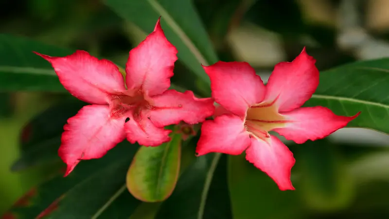 Two pink and white star-shaped Desert Rose flower blooms with dark centers growing against green foliage.