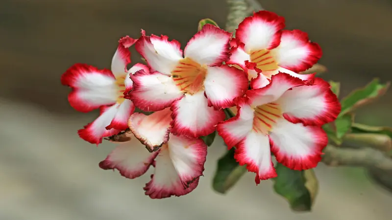 White Desert Rose flower blooms with crimson-red edges and orange-yellow centers forming a beautiful cluster.