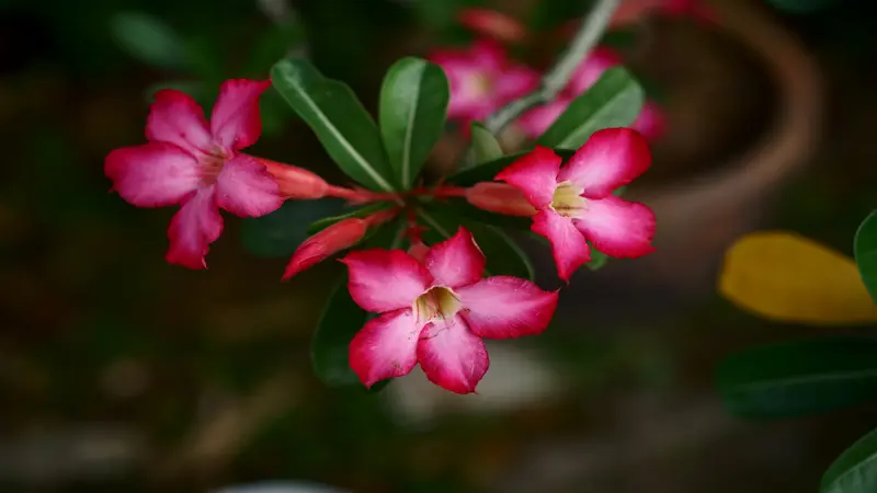 Pink Desert Rose flower blooms with white centers growing on a potted plant.