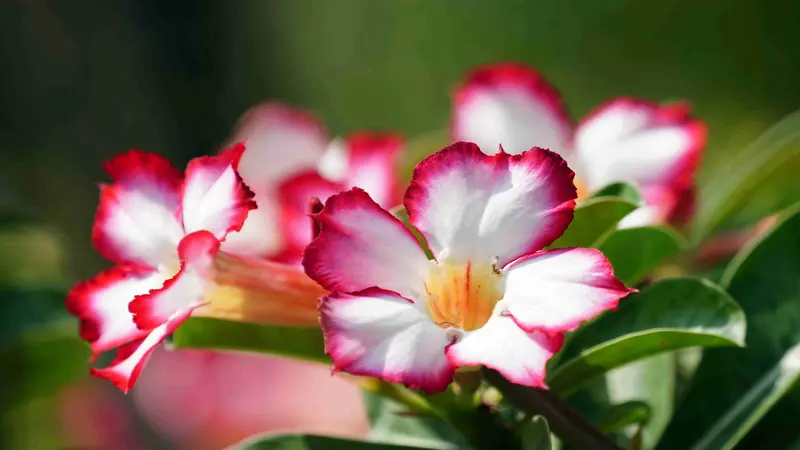 White Desert Rose flower with deep pink-maroon petal edges and an orange center in close-up.
