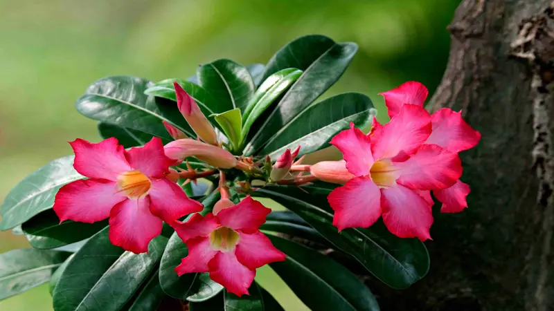 Bright pink and red Desert Rose flower blooms with yellow throats surrounded by dark green glossy leaves.