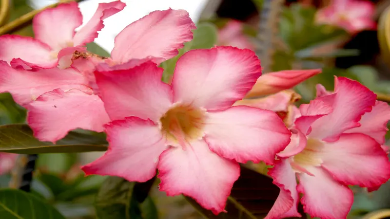 Three pink Desert Rose flower blooms with white centers and yellow throats in a natural garden setting.