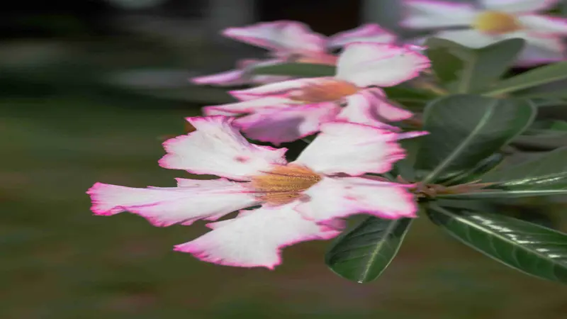 White Desert Rose flower with pink edges and a fuzzy orange-brown center.