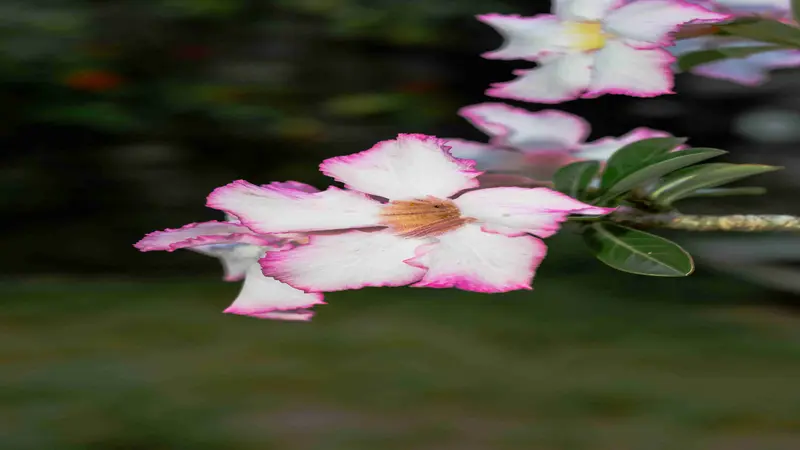 Cluster of white Desert Rose flower blooms with magenta edges and orange-brown centers.