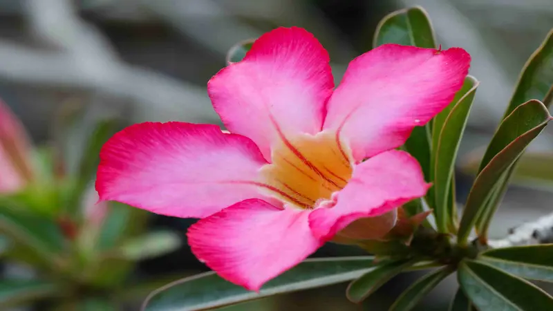 Pink Desert Rose flower with a white center and red-orange middle surrounded by green leaves.