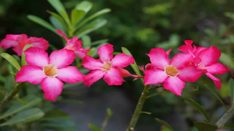 Three pink Desert Rose flower blooms with white centers and yellow throats captured in close-up.