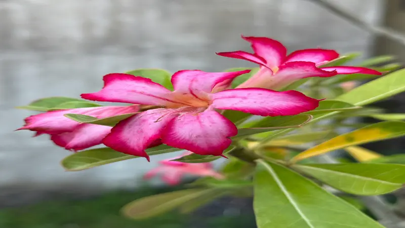 Two magenta-pink Desert Rose flower blooms with white centers and orange throats.