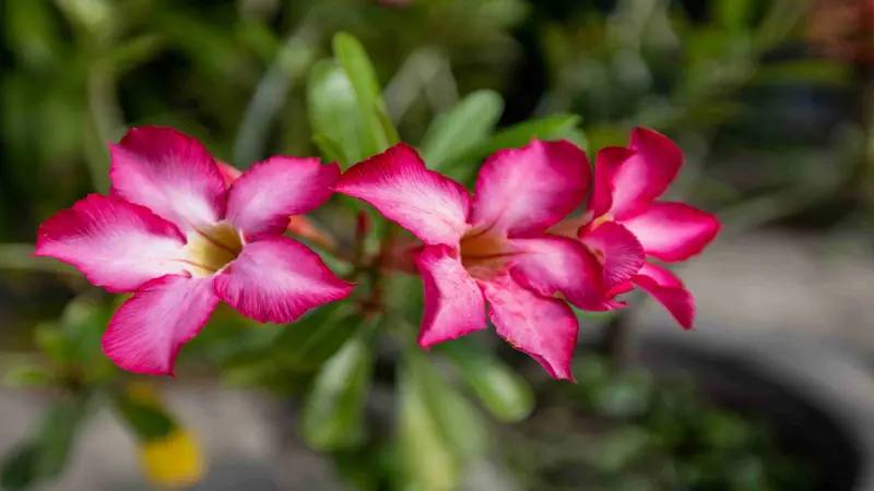 Three magenta and pink Desert Rose flower blooms with white centers and yellow throats.