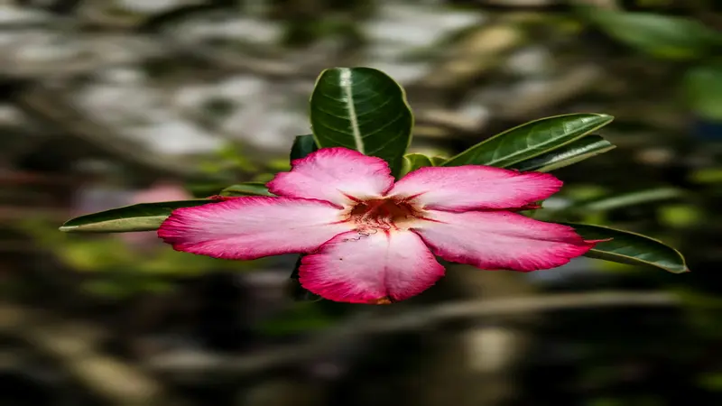 Single white Desert Rose flower with pink edges and a dark red-brown center.