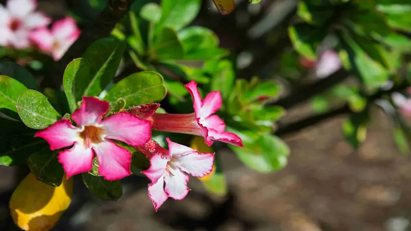 Pink and white Desert Rose flower blooms growing on a branch with green leaves.