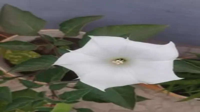 White Devil's Trumpet flower facing forward with a dark fuzzy center surrounded by green leaves.