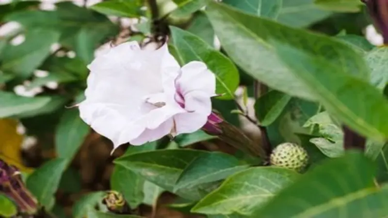 Pale pink and white Devil's Trumpet flower in a twisted semi-closed bud form with a spiky green seed pod nearby.