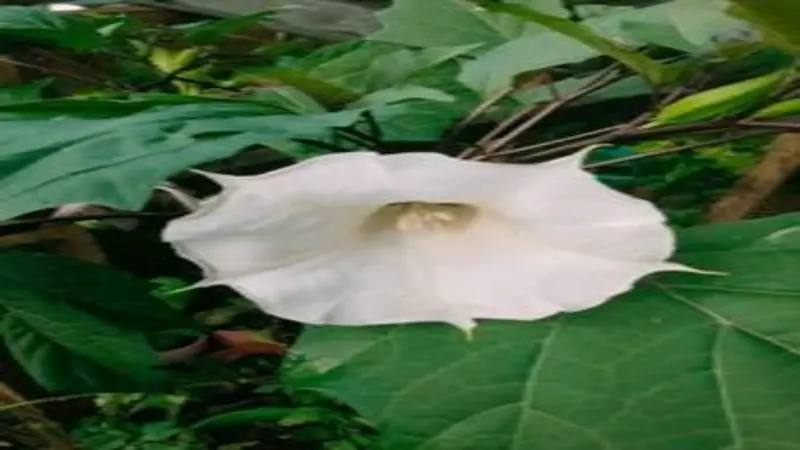 Large white Devil's Trumpet flower with pleated petals and a dark center fully open in the garden.