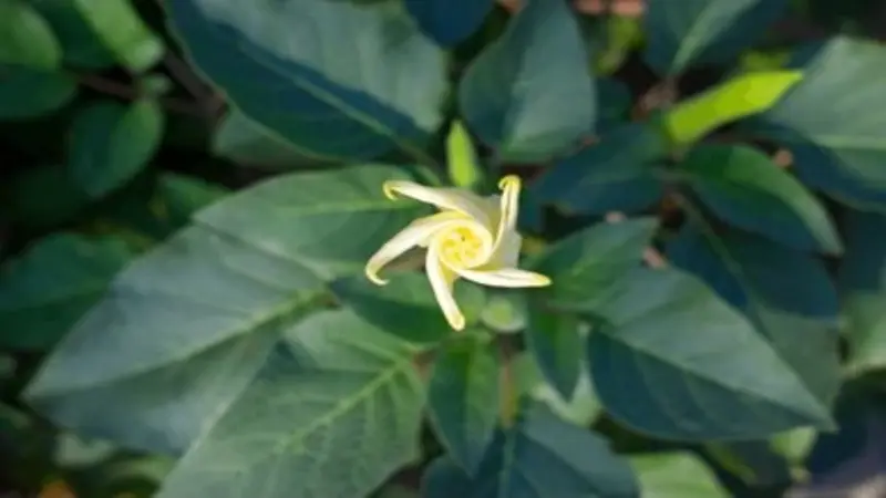 Top-down view of a twisted spiral-shaped pale yellow Devil's Trumpet flower bud surrounded by green leaves.