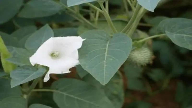 White Devil's Trumpet flower beside a green spiky seed pod and heart-shaped leaves.