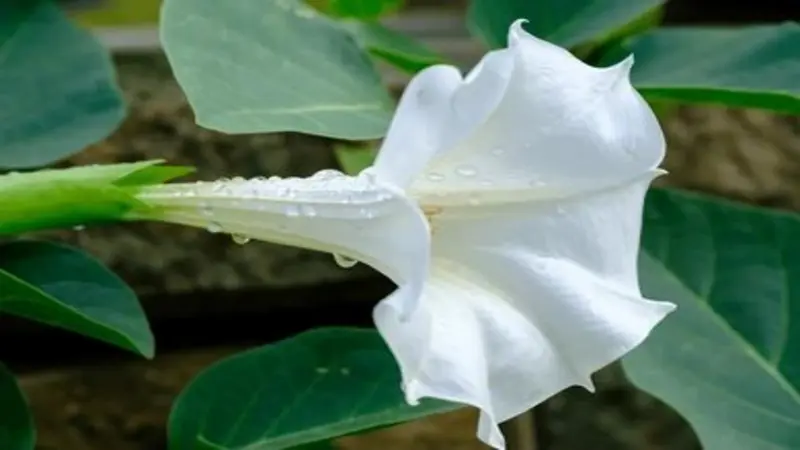 Side view of a white Devil's Trumpet flower with dew drops along its tube-shaped base.