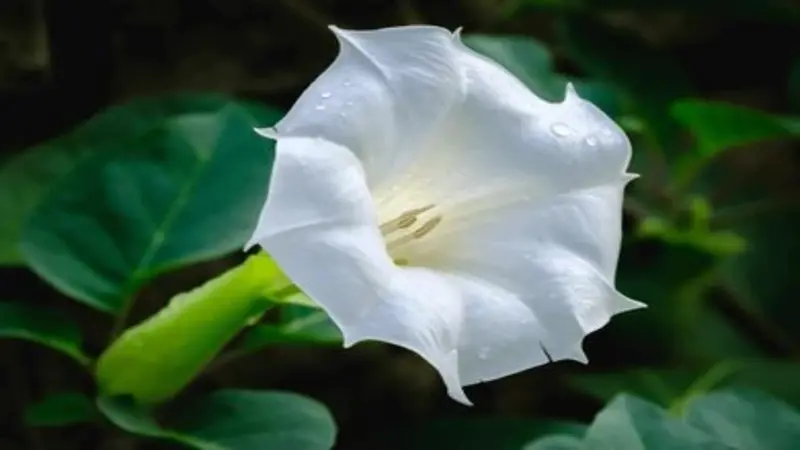 White Devil's Trumpet flower with a green stem and water droplets against dark green foliage.