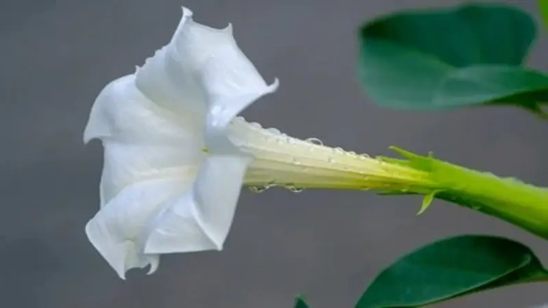Side view of a white Devil's Trumpet flower with water droplets on its long green stem.