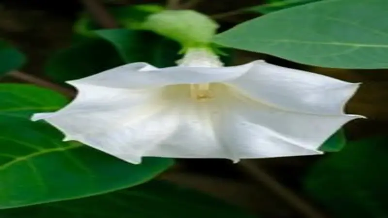 Close-up of the ruffled interior of a white Devil's Trumpet flower showing pale yellow stamens.