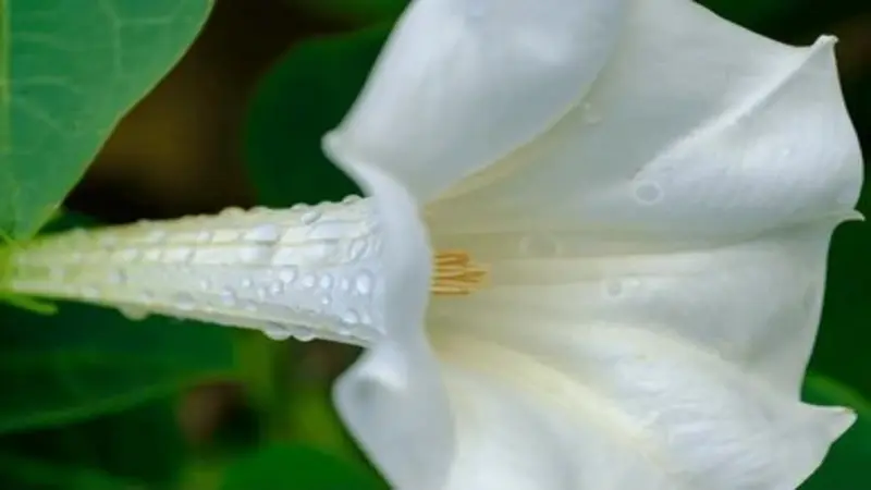 Side close-up of a white Devil's Trumpet flower ribbed tube covered with water droplets.