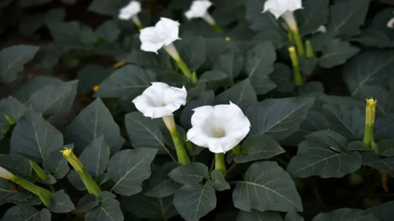 White trumpet-shaped Devil's Trumpet flower blooms of the Datura plant growing among dark green leaves.