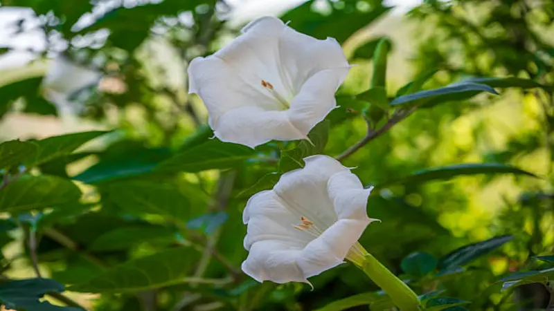Two white Devil's Trumpet flower blooms hanging downward surrounded by sunlit green foliage.
