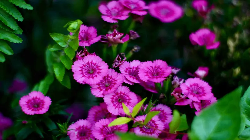 Cluster of vivid magenta-pink Dianthus flower blooms with ruffled petals against a dark green garden background.