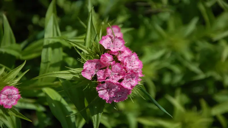 Small cluster of pink Dianthus flower blooms growing among dense spiky green leaves.