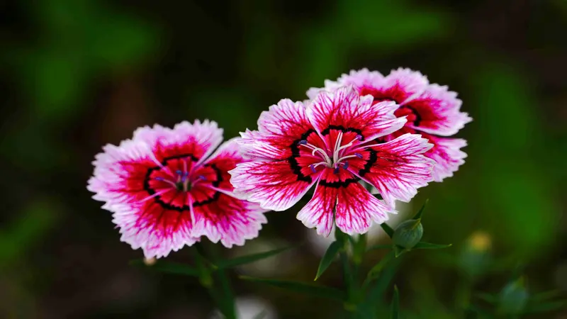 Three pink Dianthus flower blooms with dark purple eye markings and fringed petals against green foliage.