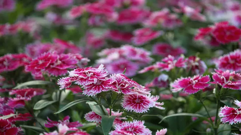 Dense bed of pink and white Dianthus flower blooms filling the frame with vibrant colors.