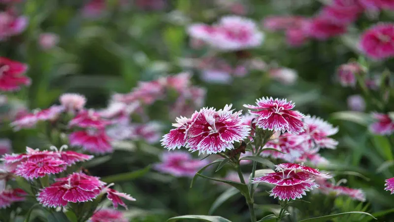 Field of pink and white fringed Dianthus flower blooms in full bloom with soft green stems.