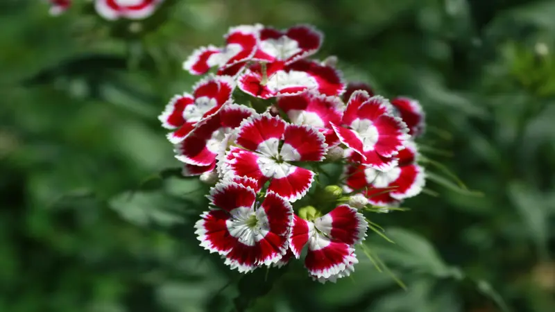 Close-up of bold red and white bicolor Dianthus flower blooms with fringed petals against a soft green background.