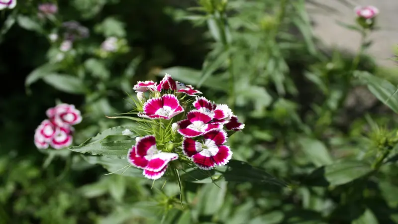 Small cluster of deep red and white bicolor Dianthus flower blooms with fringed petals in a green garden.