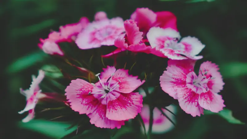 Cluster of pink and white bicolor Dianthus flower blooms with star-shaped centers in soft moody light.