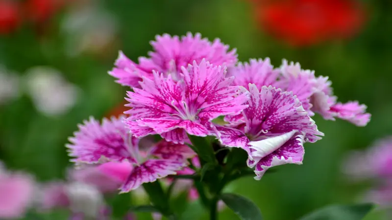 Close-up of bright purple-pink Dianthus flower blooms with heavily fringed petals and streaked markings.