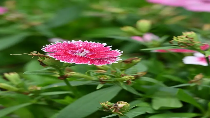 Single vibrant pink and white Dianthus flower in full bloom surrounded by buds and green foliage.