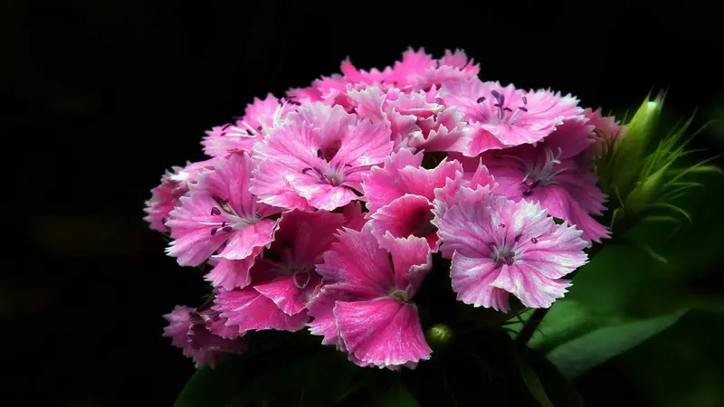 Cluster of vivid pink Dianthus flower blooms with white-edged fringed petals against a black background.