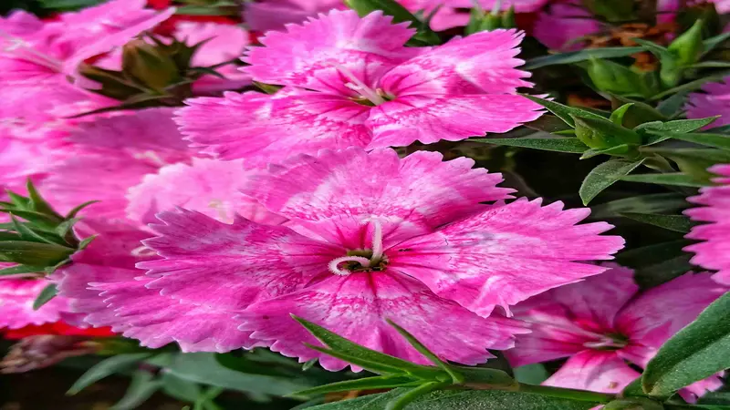 Macro close-up of bright pink Dianthus flower blooms with fringed petals and visible stamens.