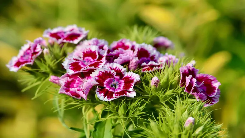 Close-up of deep pink and white bicolor Dianthus flower blooms with fringed petals and spiky green leaves in a sunny garden.